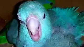 Pacific parrotlet