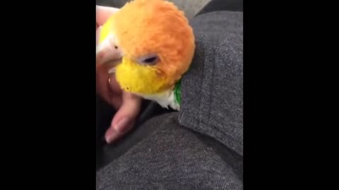 parrot funny videos in English compilation #1