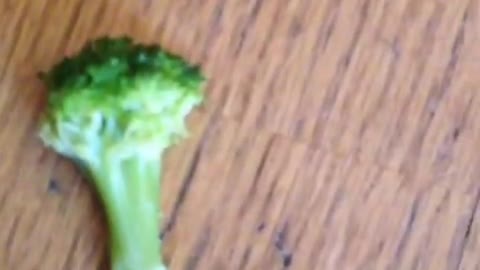 Watch This Pit Bull's Hilarious Reaction When He Discovers Broccoli In His Treat