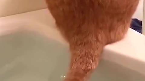 Do you just wash your tail in the shower?