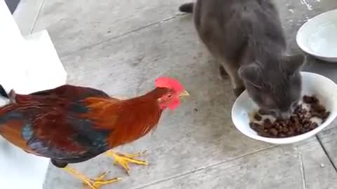 Cock takes the cat food .