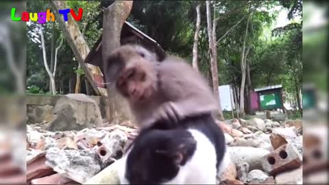 funny monkey amazing