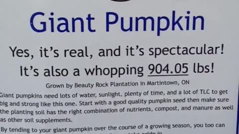 Now THAT'S a BIG Pumpkin...