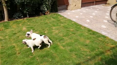 French bulldog babies having fun