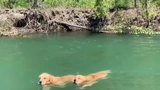 Golden Retrievers Swim Upstream In Perfect Synchronization