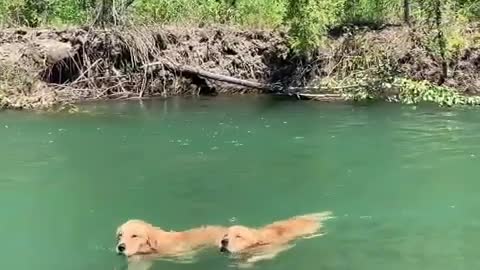 Golden Retrievers Swim Upstream In Perfect Synchronization