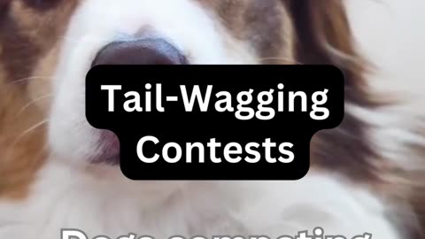 Tail-waggin contests