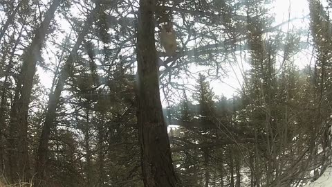 Mountain Lion Jumps Directly At Camera