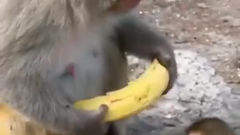 Monkey video 😂