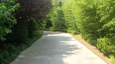 The road is covered with tall bamboos