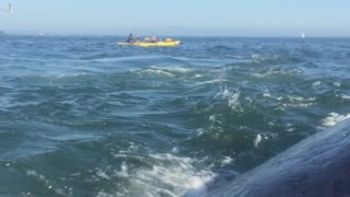 Close Whale Encounter in Santa Cruz