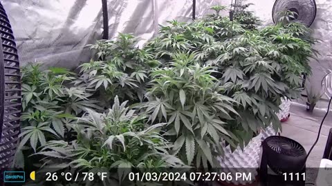 Veg stage timelapse