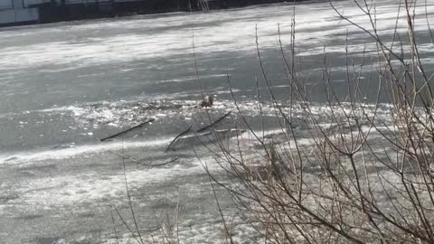 Rescuing a Dog from Cold Russian Water