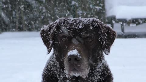 Labrador Retriever Dog Under The Snow.