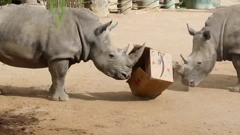 Turns out rhinos love boxes just as much as cats! (If not more so) 🦏❤️📦