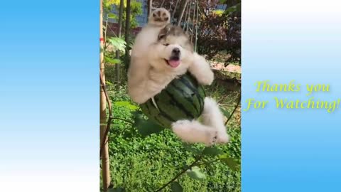 Cute Pets And Funny Animals Compilation 😉😉