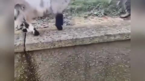 Funny baby sheep 🐑🐑 attacks funny 🐈🐱 🤣|