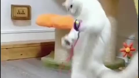 Funny_Animals_Videos_2022_🤣-_Funniest_Cats_and_Dogs🐱🐕
