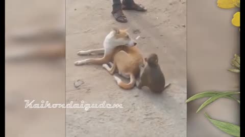 Adorable Dog and Monkey