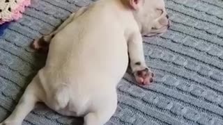 Sleeping French Bulldog Puppy Is The Cutest Thing Ever