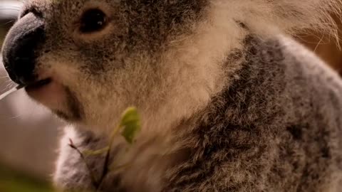 Koala Eating Leaves From a Branch