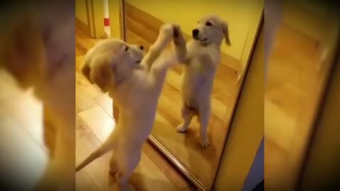 dog looks at himself in the mirror.