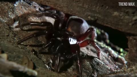 The World's Most Dangerous Spiders Be Very Careful