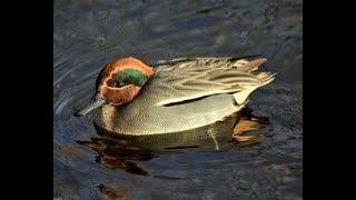 Birds that show up in Berlin, Germany!