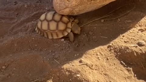 Mother tortoise with baby 🐢