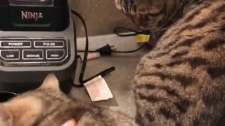 Kitten Climbs Up Drawers for Treats