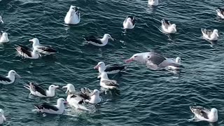 A Sea Of Albatross