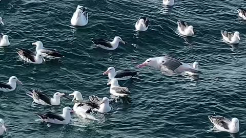 A Sea Of Albatross