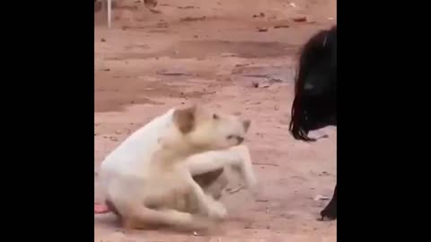 funny dog prank, black hair dog