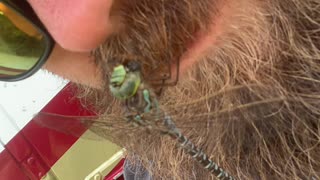 Dragonfly Munches on Meal in Man's Mustache