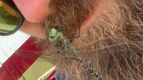 Dragonfly Munches on Meal in Man's Mustache
