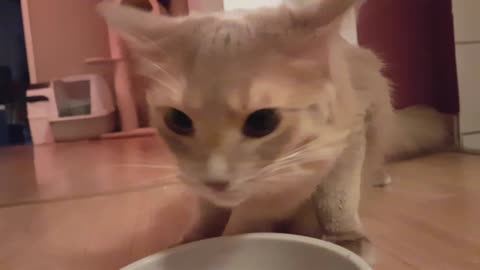 Kitten makes funny sounds while eating