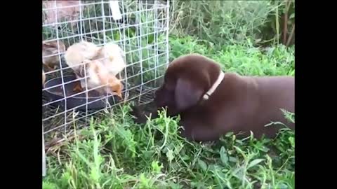 Cachorro de Labrador conoce a pollitos por primera vez