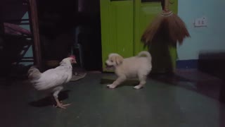 Puppy and Chicken Have Adorable Play Session