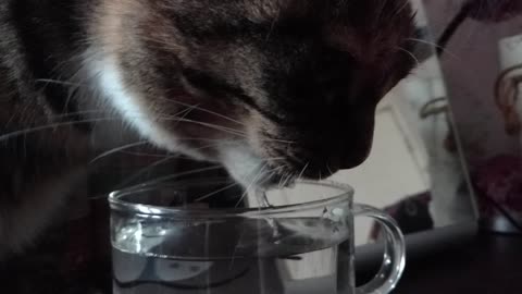 Drinking cat slowmotion