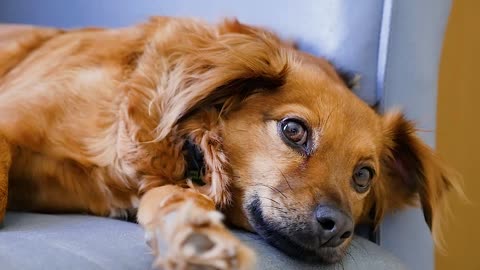 The cute dog looks with charming and beautiful eyes