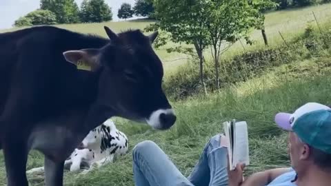 Cow and man reading book | adorable video