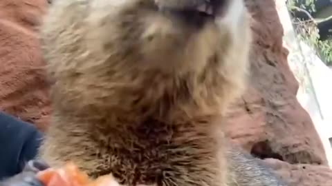 Snack time for Mr. Quokka
