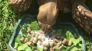 This Turtle is Very Very Hungry