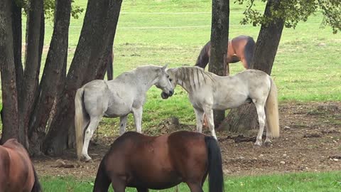 Two horses kissing