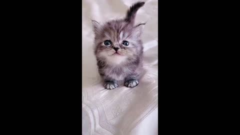 CAT PUPPY MEOKING