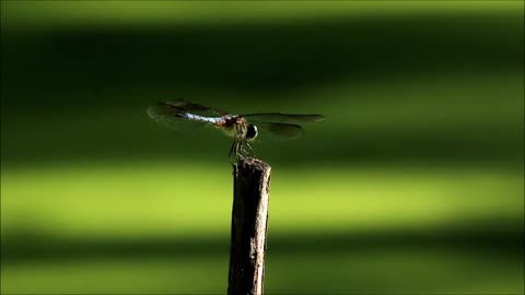 Touch And Go With Sound Of Dragonfly Wings. Awesome Real Sound.