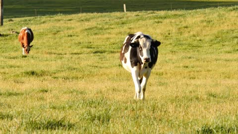 Milk cow calves on dairy farm