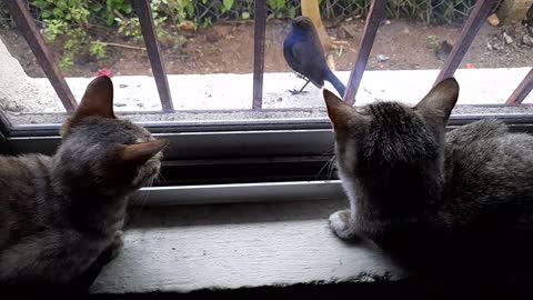 two funny Cat watching bird window in India