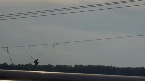 Unusual Sight: Dead Bird Hanging from Power Line by Fishing Line