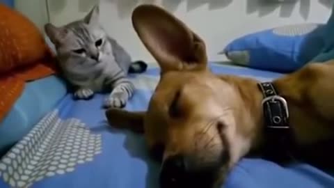 dog lets out fart while sleeping and his little friend doesn't like it very much and gets furious